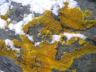 snow, rock, lichen