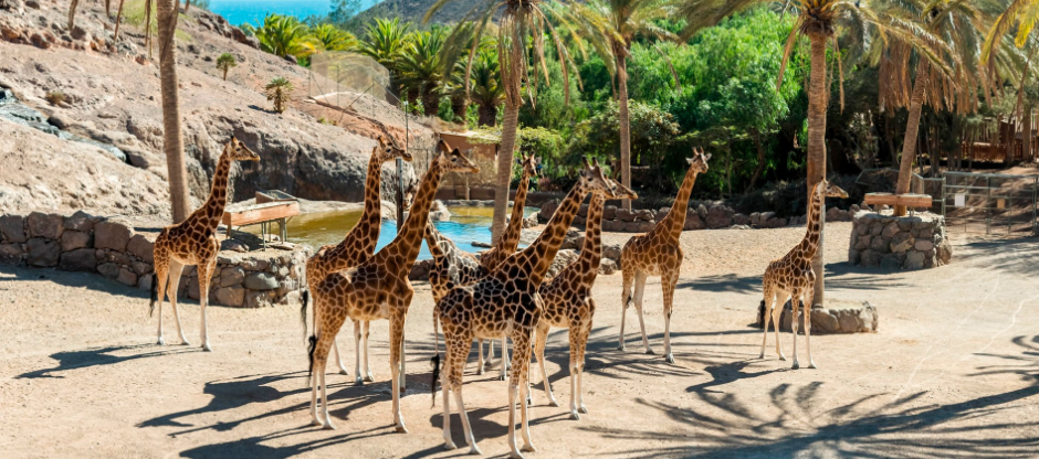 Oasis Park Fuerteventura